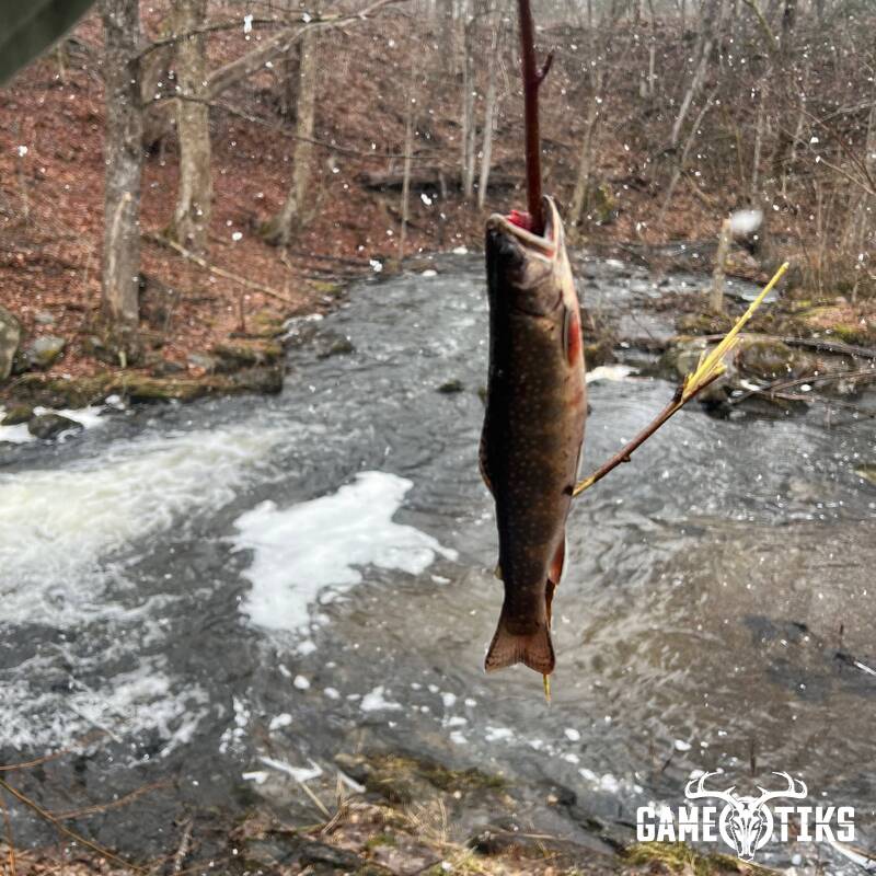 fish