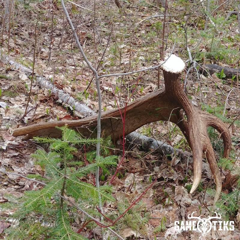 shed_antler