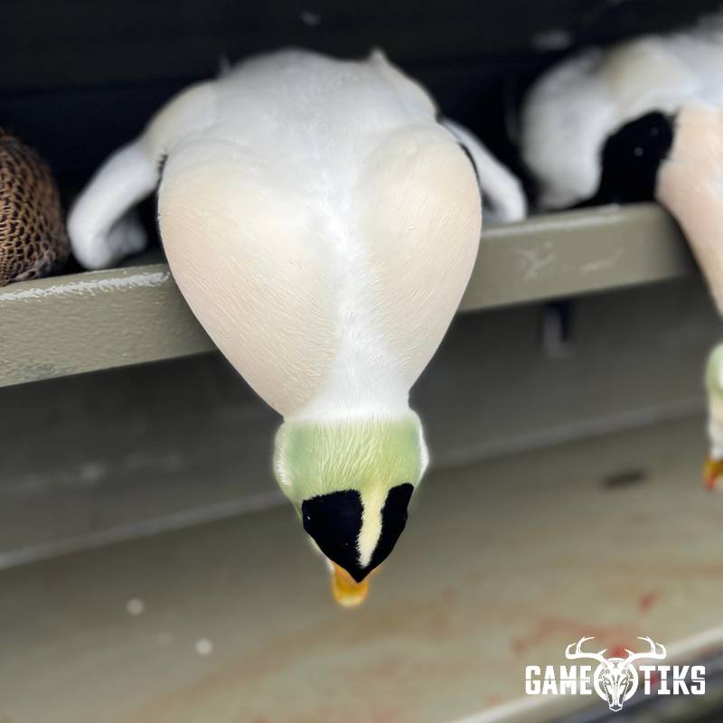 waterfowl