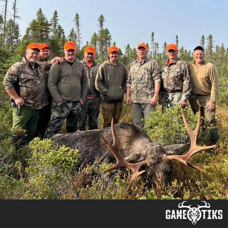 moose