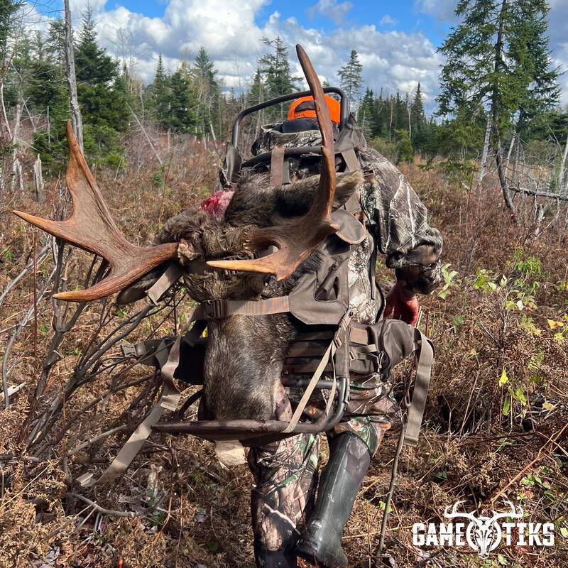 moose