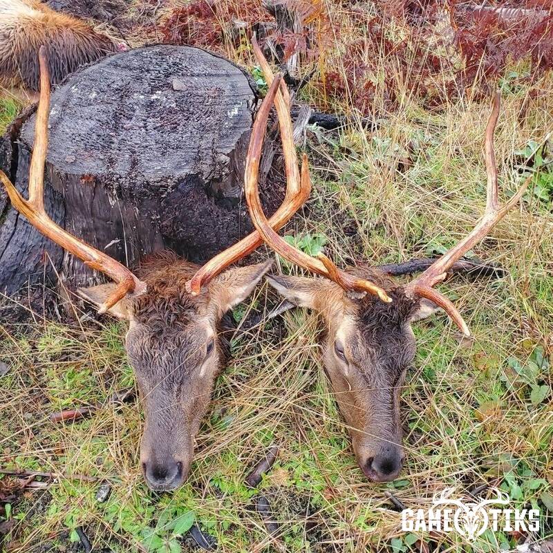 elk