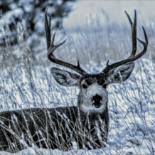 Jeremiah johnson