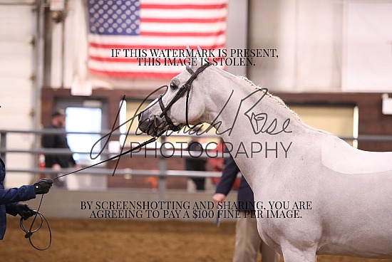 Iowa Arabian Spring Show & Gold Star Futurity