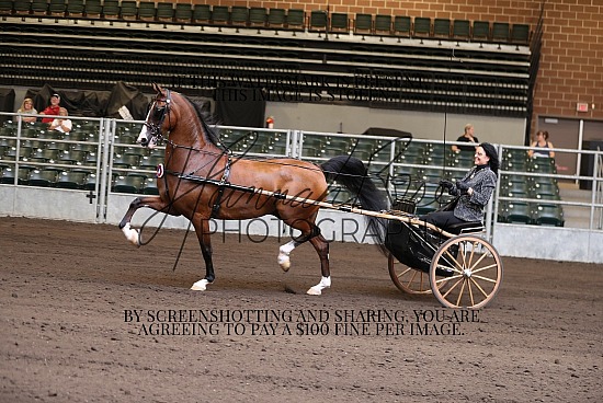 Iowa Fall Society Horse Extravaganza