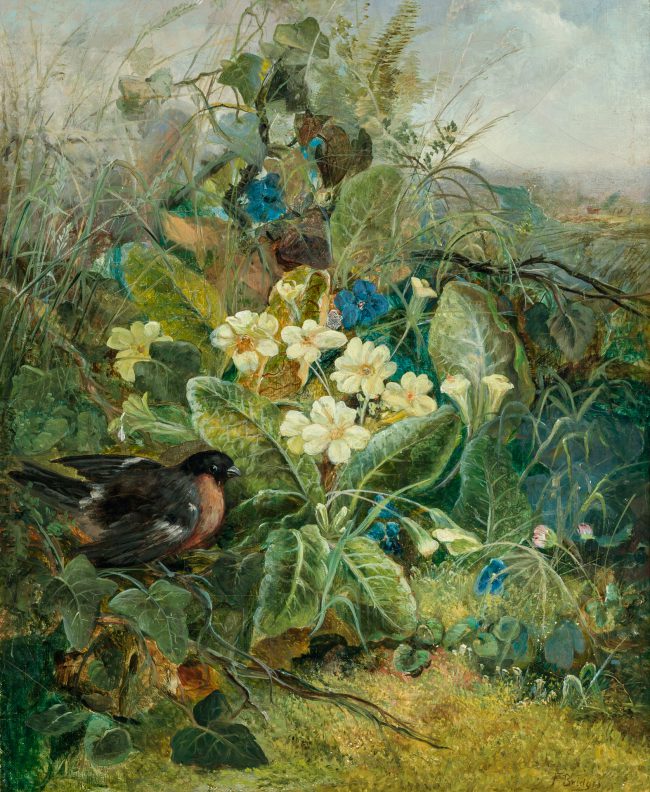 Rose Breasted Grosbeak in a Thicket by FIDELIA BRIDGES