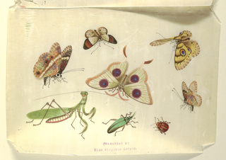 Drawing, Butterflies and Other Insects