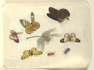 Drawing, Insects