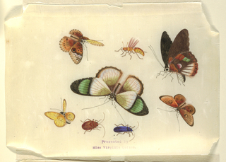 Drawing, Insects