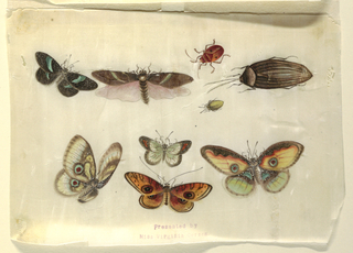Drawing, Insects