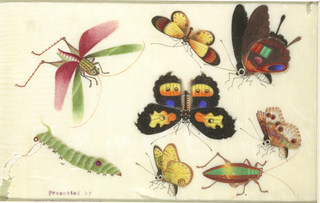 Drawing, Insects