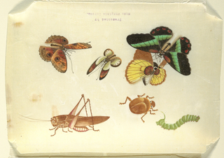 Drawing, Insects