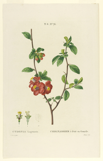 Print, Cydonia Lagenaria