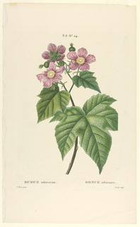 Print, Rubus odoratus