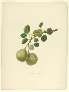 Print, The Aston Town Pear