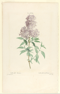 Print, Lilac Persica