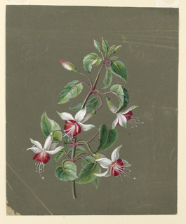 Drawing, Honeysuckle