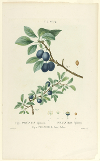 Print, Prunus spinosa; Prunier de St. Julien