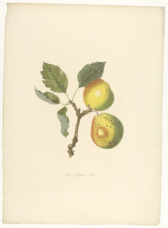 Print, The Longland Pear