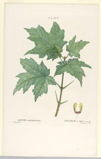 Print, Acer Saccharinum