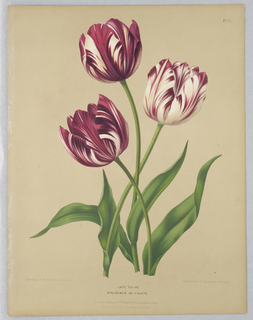 Print, Late Tulips / Bybloemen or Violets