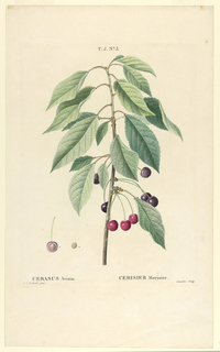 Print, Cerasus Avium