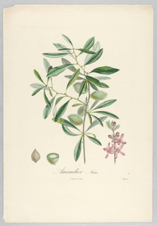 Print, Amandier Nain