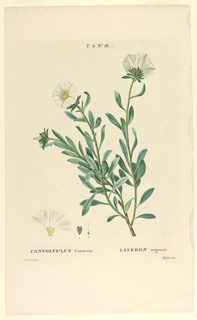Print, Convolvulus Cneorum