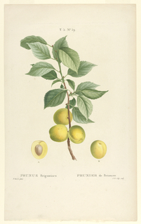 Print, Prunus Brigantiaca