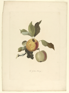 Print, The Golden Harvey