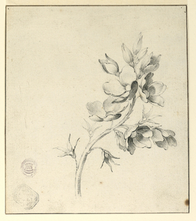 Drawing, Study of a Bough of Wild Roses