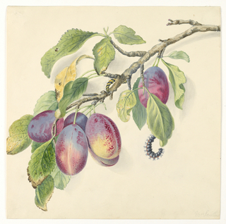 Drawing, Branch with a cluster of ripe plums and caterpillars