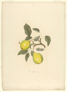 Print, The Huff-Cap Pear