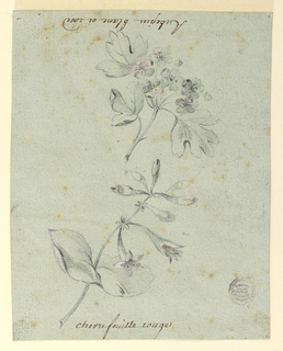 Drawing, Study of a Hawthorne and Honeysuckle Bough