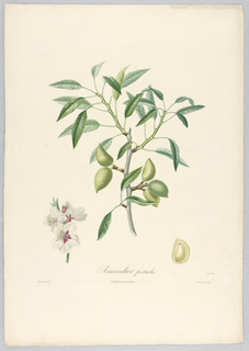 Print, Amandier Pistache