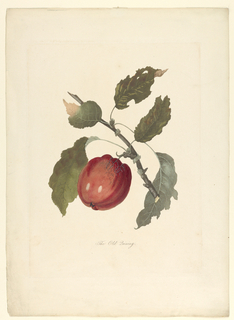 Print, The Old Quining