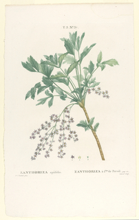 Print, Zanthoriza Apafolia