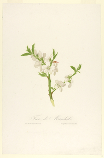 Print, Fiore di Mandorlo