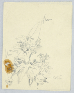 Drawing (SPAIN & U.S.)