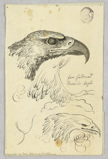 Drawing, Studies of Two Eagle Heads and One Wing, from Cardinal Bernis' Eagle