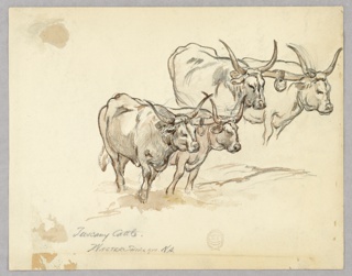 Drawing, Study of Cattle in Tuscany