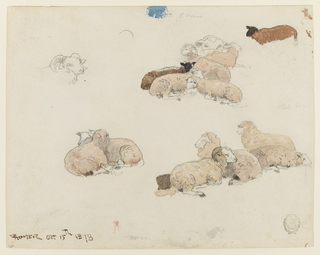Drawing, Sheep Resting