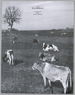 Advertisement, Restaurant Florent: Cows/ Best Fish