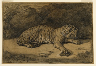 Drawing, A Tiger and A Tortoise