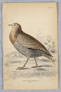 Print, Three-Banded Female Sandgrouse, Plate 23 from Birds of Western Africa