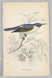Print, White-Bodied Sunbird, Plate 17 from Birds of Western Africa