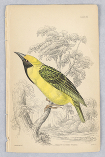 Print, Yellow-Crowned Weaver, Plate 32 from Birds of Western Africa
