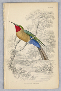 Print, Blue-Bellied Bee-Eater, Plate 8 from Birds of Western Africa