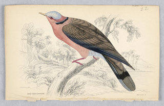 Print, Red-Eyed Pigeon, Plate 22 from Birds of Western Africa