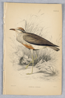 Print, Senegal Courier, Plate 24 from Birds of Western Africa
